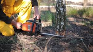 How Our Tree Care Process Works  in  Crested Butte, CO