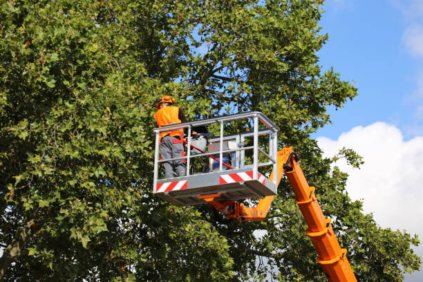 Best Tree Trimming and Pruning  in Crested Butte, CO