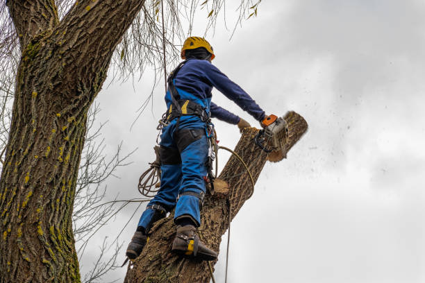 Best Palm Tree Trimming  in Crested Butte, CO