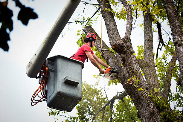 Professional Tree Care  in Crested Butte, CO